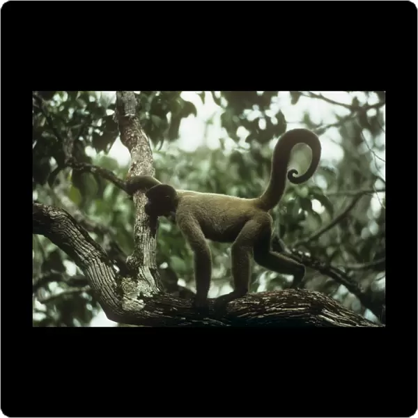Common Woolly Monkey - side view in canopy - North West Amazon Brazil