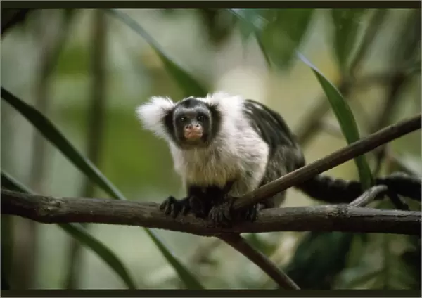 Black and White Tassel-ear Marmoset  /  Santarem Marmoset - sitting on branch - Amazonia - Brazil - South America