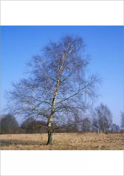Pubescent Birch Tree - February