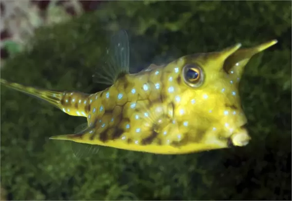 Longhorn Cowfish. Reefs in Indo-Pacific and Red sea