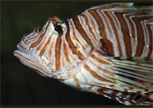 Red Lion Fish  /  Dragonfish - reefs South West Pacific