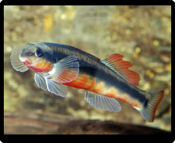 Southern Redbelly Dace - Freshwaters North America: Great Lakes, Mississippi River basins south to Tennessee River