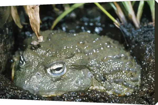 African Bull Frog - in mud