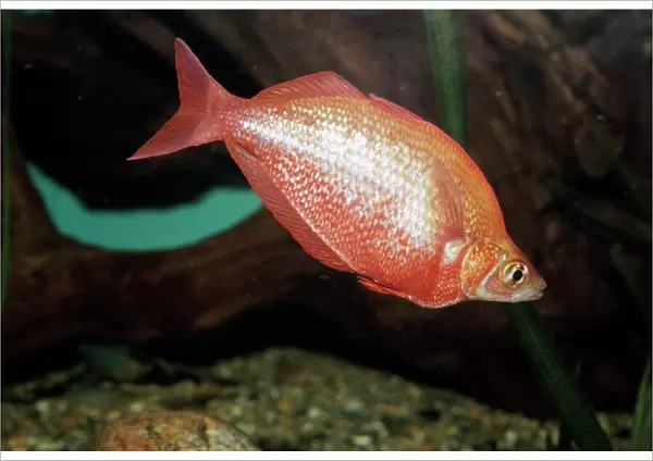 Red Rainbowfish New Guinea