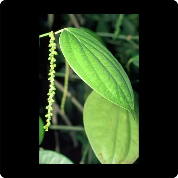 Peppercorn Plant