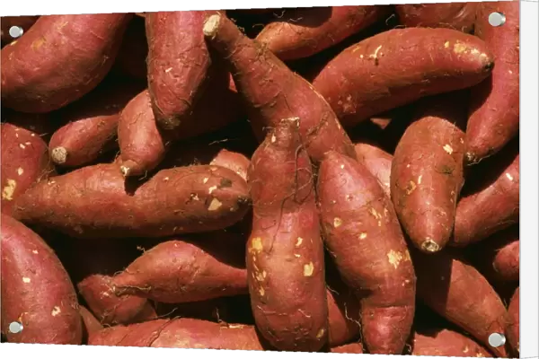 Yams PM 9417 Sweet Potato Ipomeoa batatus © Pat Morris  /  ARDEA LONDON