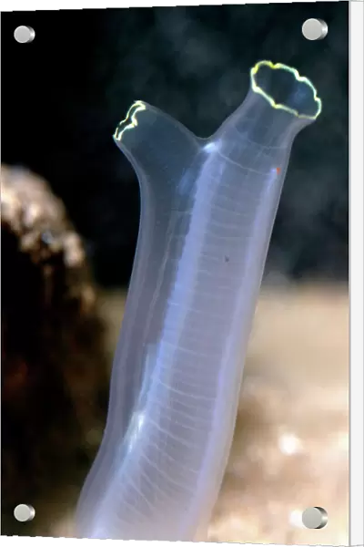 Tunicate sea squirt, N Atlantic