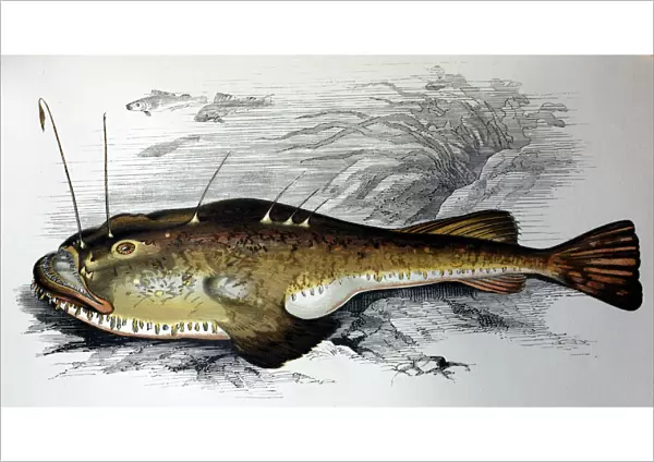 Illustration: Angler fish- from Couch 1877