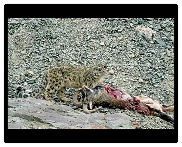 Snow Leopard - in wild - on male Bharal (Pseudois nayaur) kill - Rumbak valley - Ladakh - J & K India