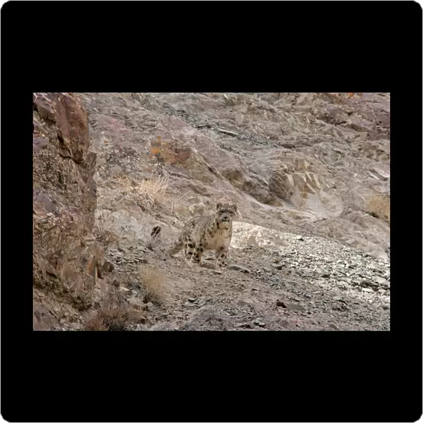 Snow Leopard - in wild - Rumbak trans Himalaya - Ladakh - J & K India