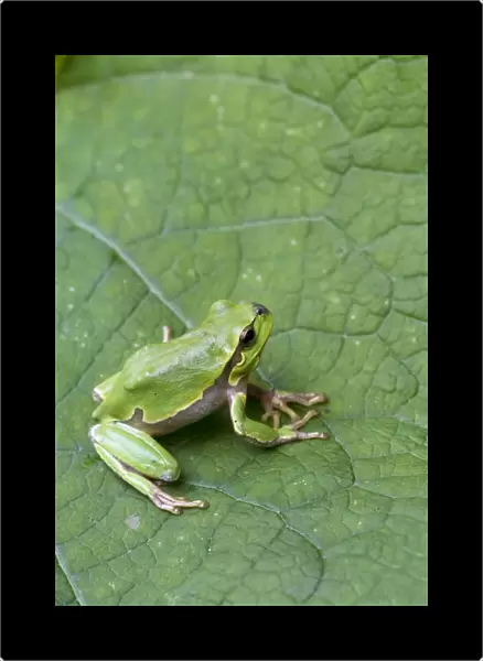 Italian Tree Frog - on leaf - Tuscany - Italy
