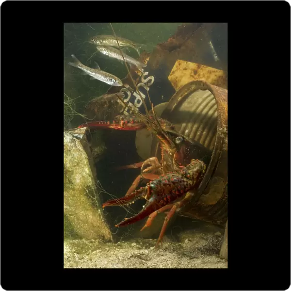 Lousiana Crayfish - in old drum underwater - with Fish (Barbus tiberinus)