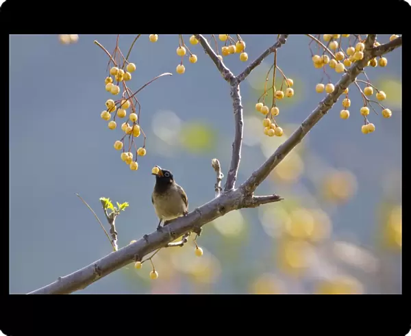 Spectacled Bulbul - eating berries - Turkey Spring