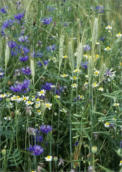 Meadow Flowers - Cornflower (Centaurea cyanus) & Mayweed in corn crop. Cornfield weeds