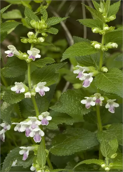 Bastard balm. Rare plant in UK, mainly south-western