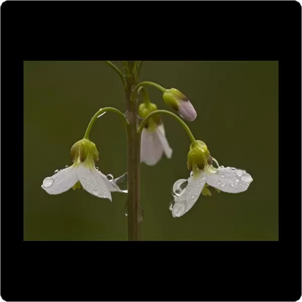 Cuckoo flower  /  Milkmaids. Spring flower