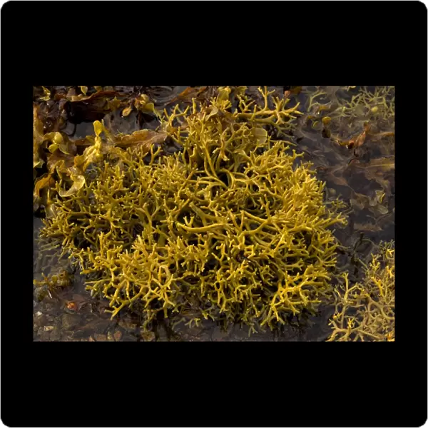 Seaweed. ROG-11556. Seaweed. Scotland. Ascophyllum nodosum var