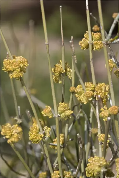 Mormon Tea  /  Green Ephedra - with male flowers