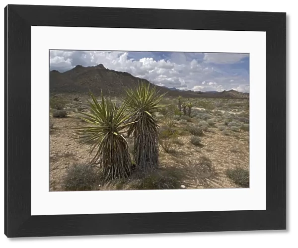 Mojave Yucca - Providence Mountains in background. Mojave National Preserve, California, USA