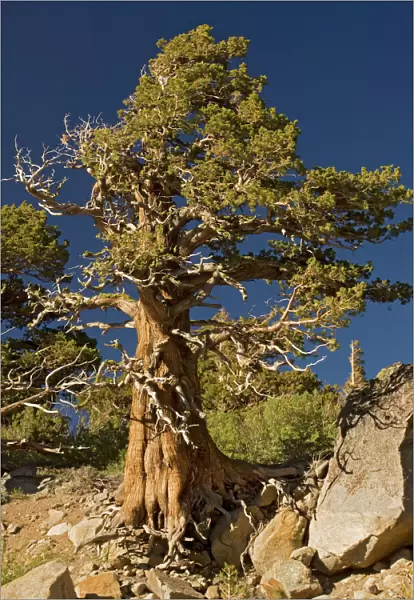 Ancient Sierra  /  Western Juniper - at about 10, 000 ft in the Sierra Nevada