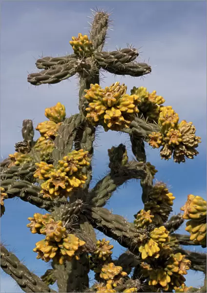 Tree cholla. A desert cactus and shrub