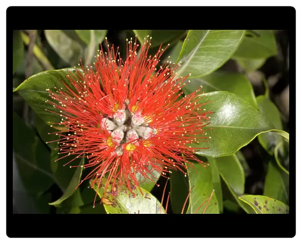 New Zealand Christmas Tree  /  Pohutukawa in flower. USA