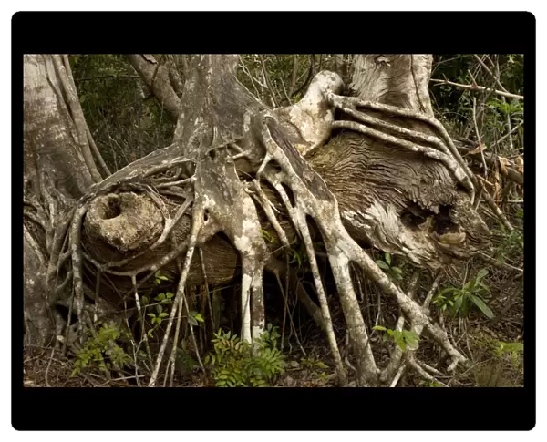 Old strangler fig, with aerial roots. USA