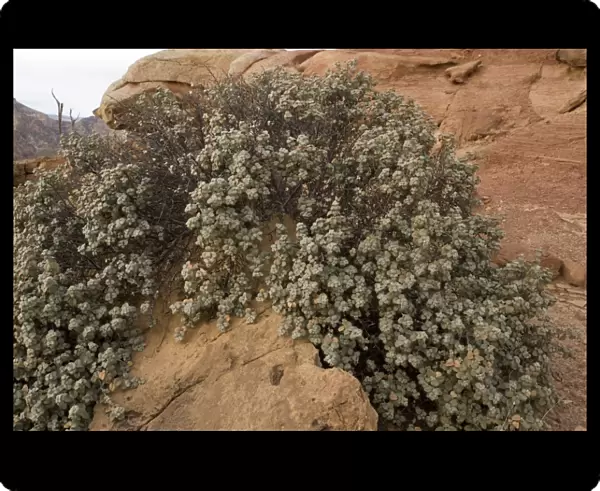 Round-leaved buffaloberry in Capitol Reef National Park