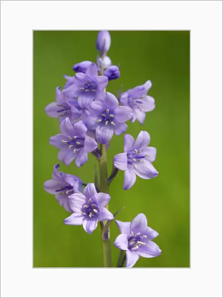 Hybrid bluebell, common x spanish. Invasive in the british countryside. (Hyacinthoides non-scripta x H. hispanica)