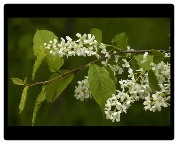 Bird cherry (Prunus padus) in flower, spring. Lake District