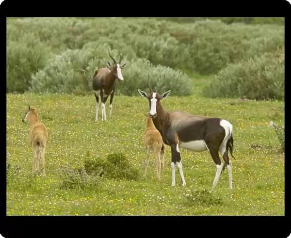 Bontebok - female and young, in Postberg, West coast National Park; South Africa