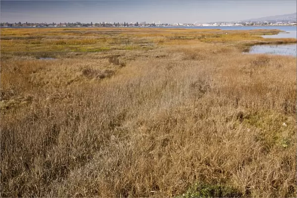 Saltmarsh and lagoon at Arrowhead Marsh, Martin Luther King Park, East Bay, Oakland; California, United States