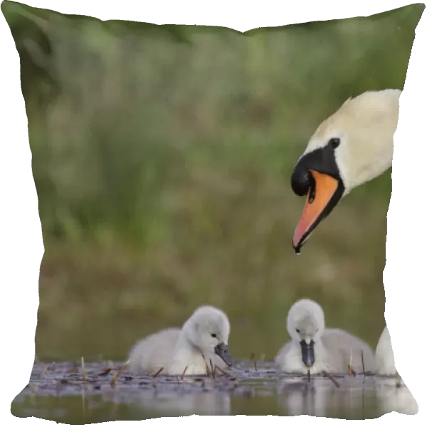Mute Swans - parent with chicks - Cleveland - UK