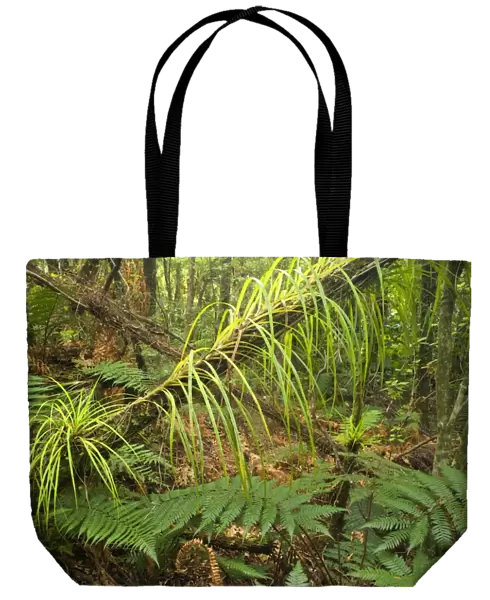 Rainforest lush temperate rainforest with ferns and many ephiphytic plants Coromandel Peninsula, North Island, New Zealand