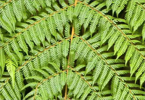 Tree fern detail of the feathered leaves of a tree fern Westland National Park, South Island, New Zealand