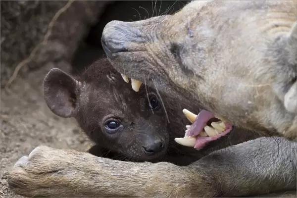 Spotted Hyena - 5 week old cub in den with mother - Masai Mara Conservancy - Kenya