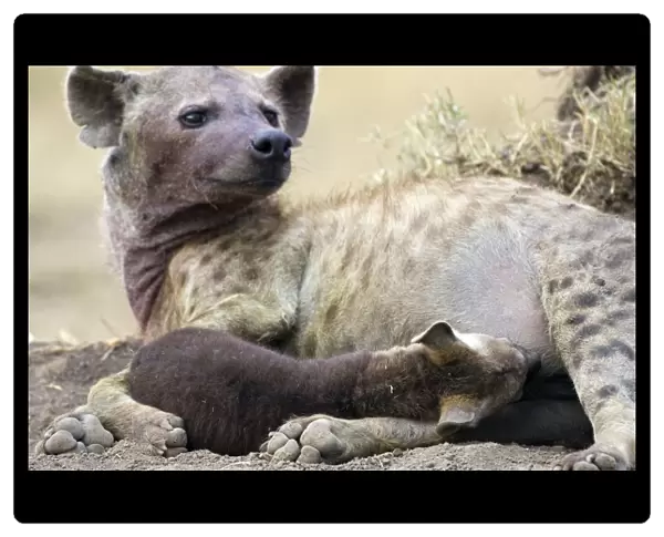 Spotted Hyena - 8-10 week old cub suckling - Masai Mara Conservancy - Kenya