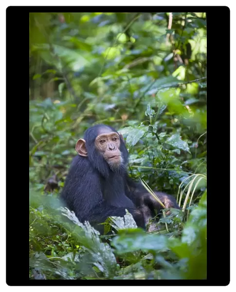 Chimpanzee - juvenile - tropical forest - Western Uganda - Africa