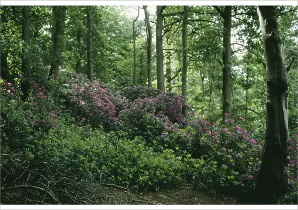 Rhododendron SG 7503A Invasive growth in UK woodland R. ponticum © ARDEA LONDON