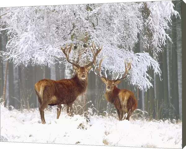 Red Deer - bucks in snow - Germany