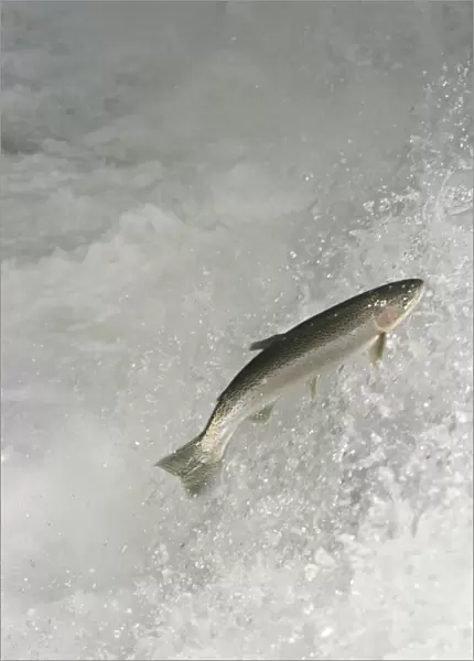 Rainbow Trout  /  Steelhead - jumping falls on Pacific Northwest river on migration to spawning bed. Steelhead are rainbow trout that have gone to the ocean for several years. Steelhead are now classified as salmon. LX166