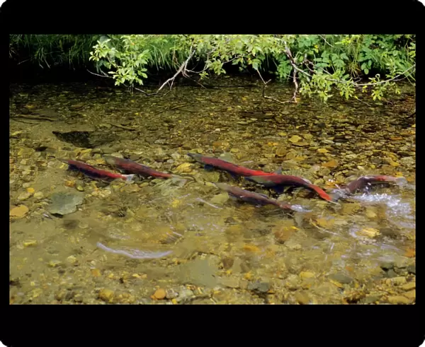 Sockeye Salmon - spawning stream. LX105