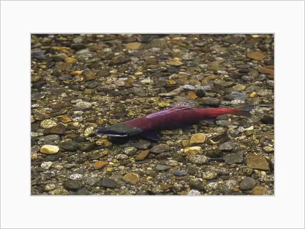 Sockeye Salmon - male, spawning stream. LX153