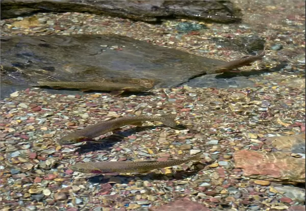 Cutthroat Trout - in spawning stream - Glacier National Park - Montana - USA - July _D3A8795