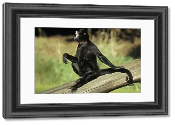 Black Spider Monkey - male howling  /  calling