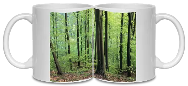 Beech Trees - woodland in spring, Lower Saxony, Germany