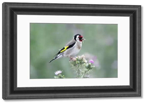 Goldfinch - feeding on thistle seeds, Lower Saxony, Germany