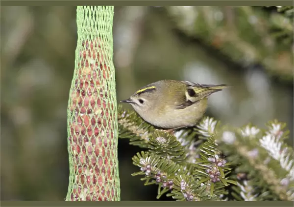 Goldcrest - picking food from titmice feeder in winter, Lower Saxony, Germany
