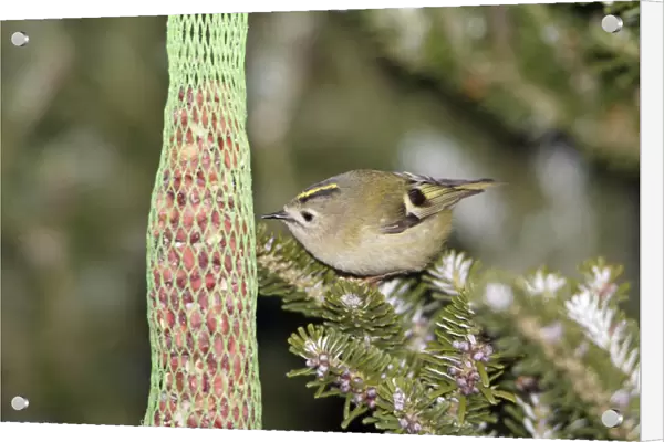 Goldcrest - picking food from titmice feeder in winter, Lower Saxony, Germany