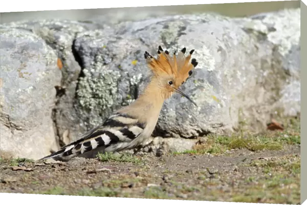Hoopoe - with crest raised, searching for food, Alentejo region, Portugal